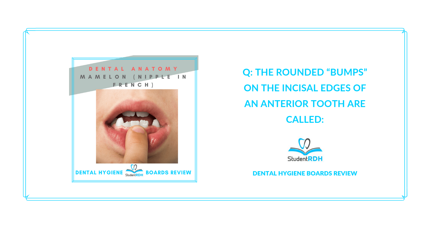 Q The rounded “bumps” on the incisal edges of an anterior tooth are