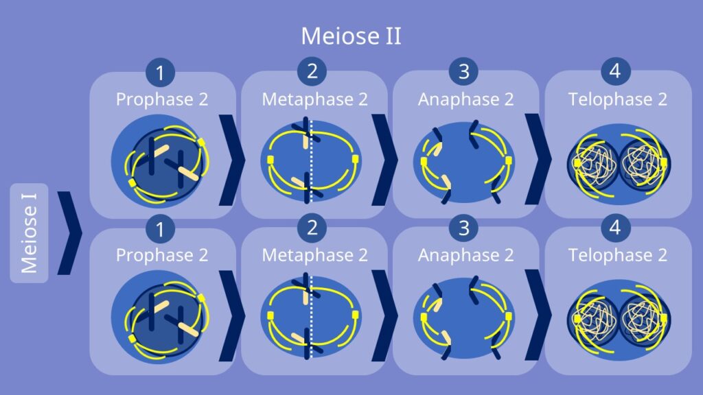 Mitose und Meiose im Vergleich • Unterschied, Vergleich · [mit Video]