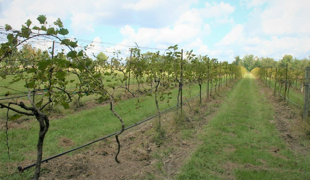 A Beginner’s Guide to Louisiana Wine Recette Magazine