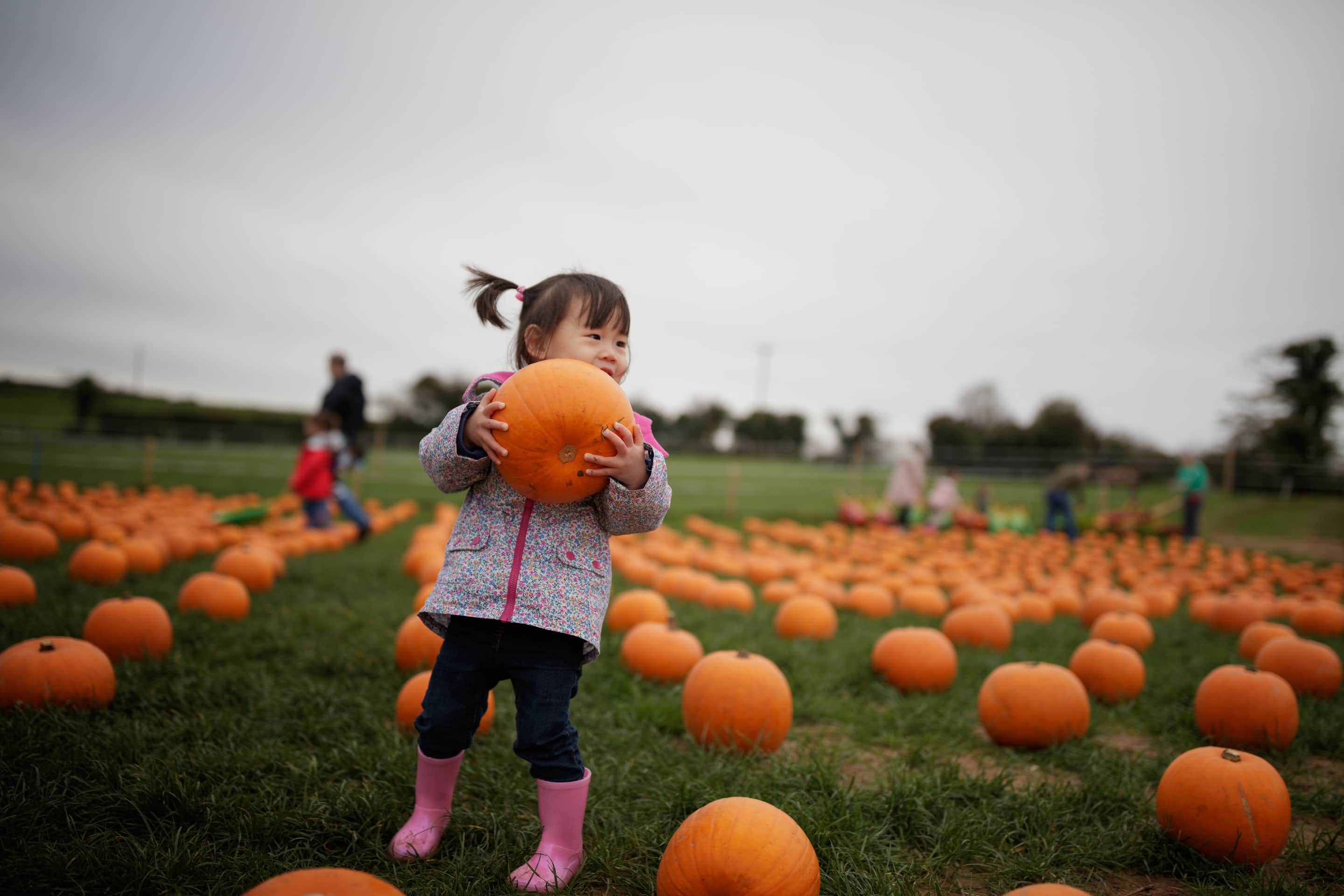 Best Pumpkin Patches In Minnesota 14 to Visit Bigos Explorer