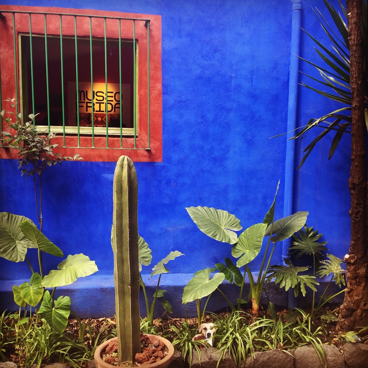 Tea Travels Mexico City Tea Collection Blog