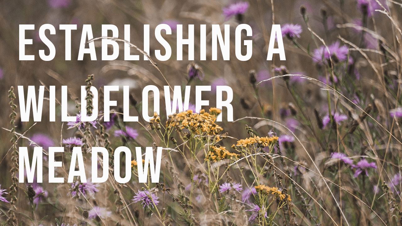 How to Create a wildflower Meadow