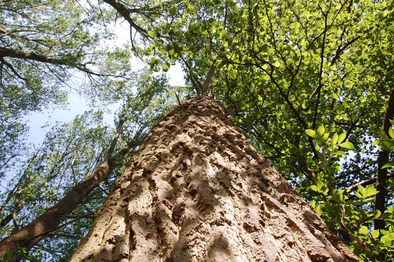 Two issues with big Technology stocks going into early 2021