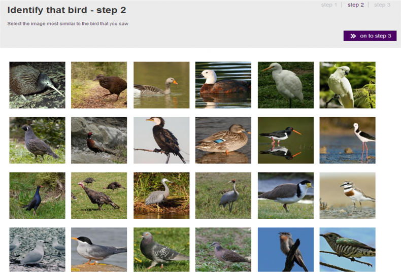 New Zealand Birds Online a few of my favourite things Part 2 Te