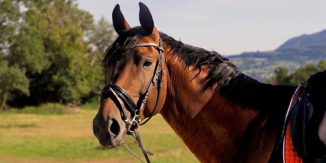 Cuánto Cuesta Comprar Y Mantener A Un Caballo? | Blog De Terránea