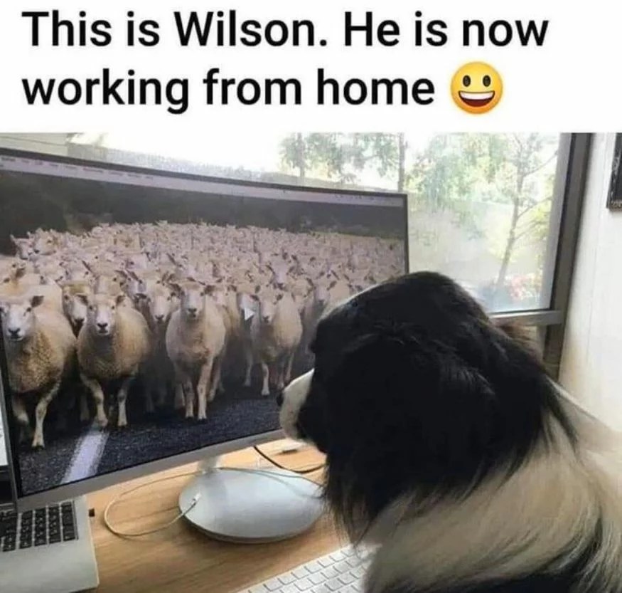 50 Working From Home Memes to Brighten Your Day