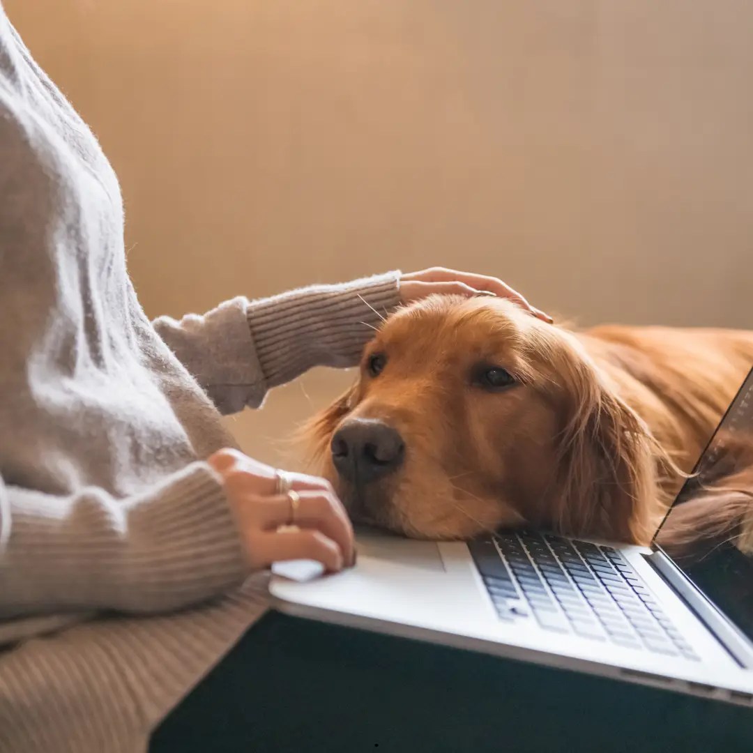 WSAVA Dog Food Guidelines and The Pets Table Resources