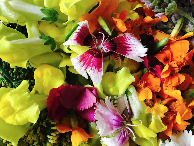 ellen mary gardening edible flowers