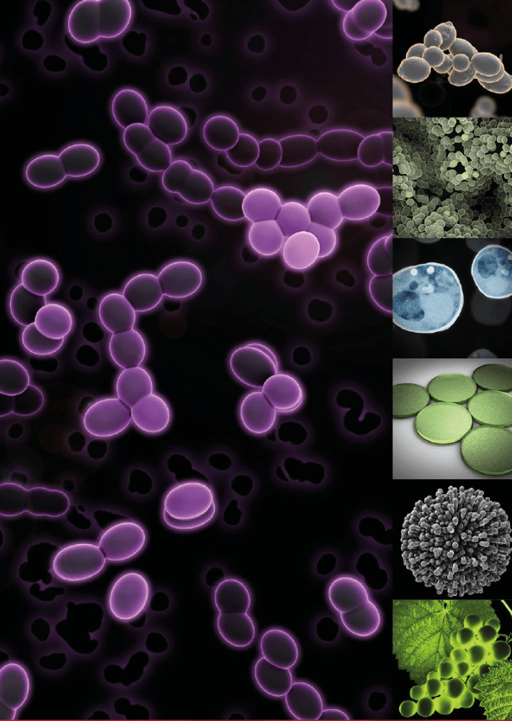 Wine bacteria. More important than yeast? The Tindal Team's blog