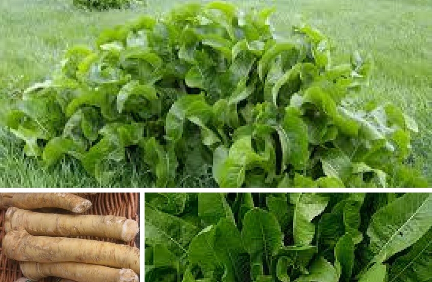 Vegetables AZ horseradish Tomappo blog