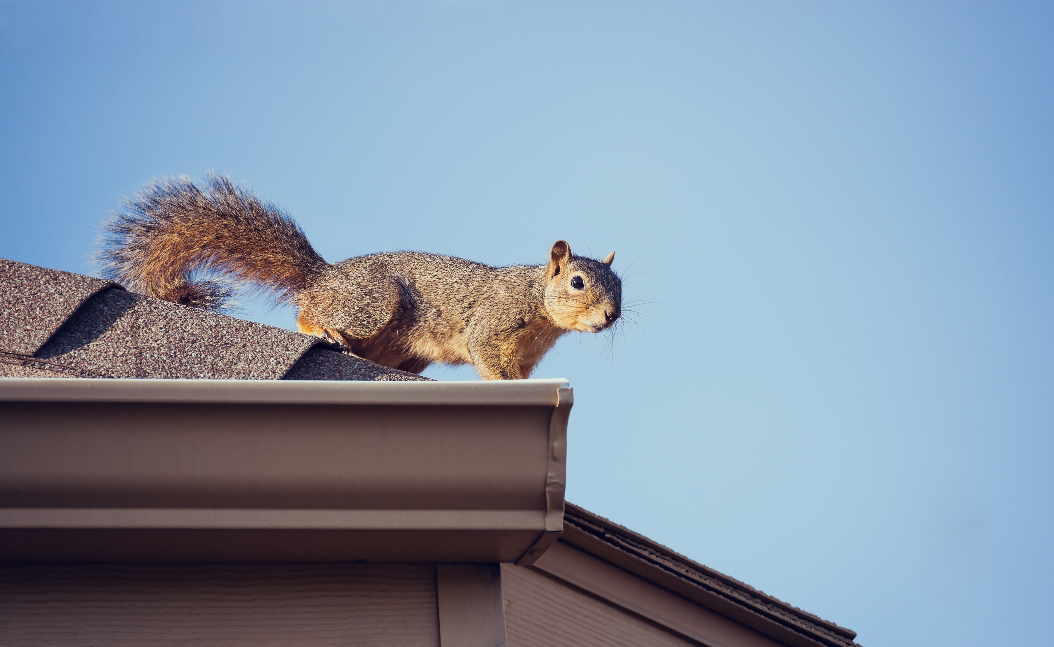 Squirrels in the Walls in Annapolis, MD Trappro