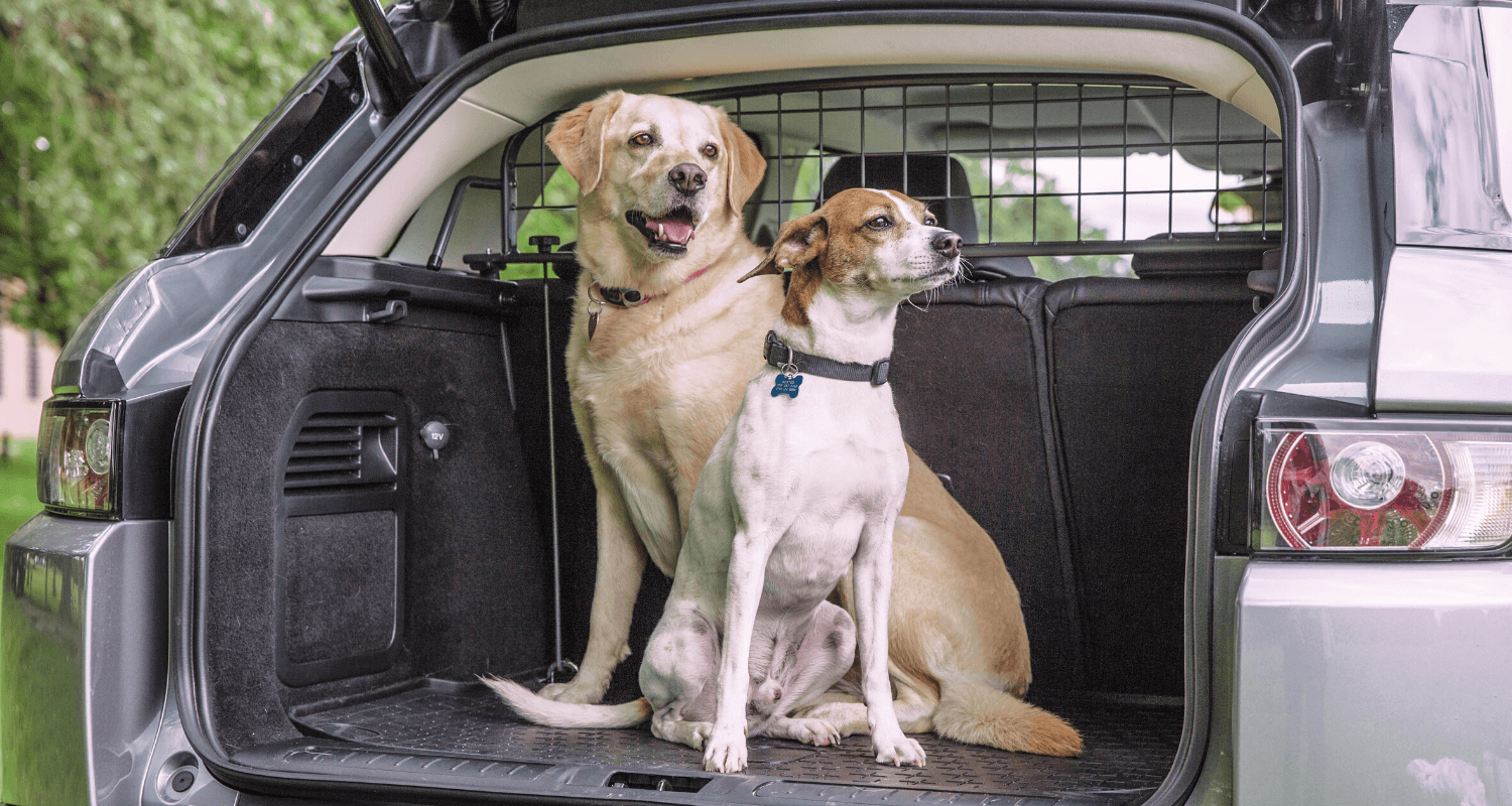 5 Tipps für lange Autofahrten mit Hund Travall Blog Deutschland