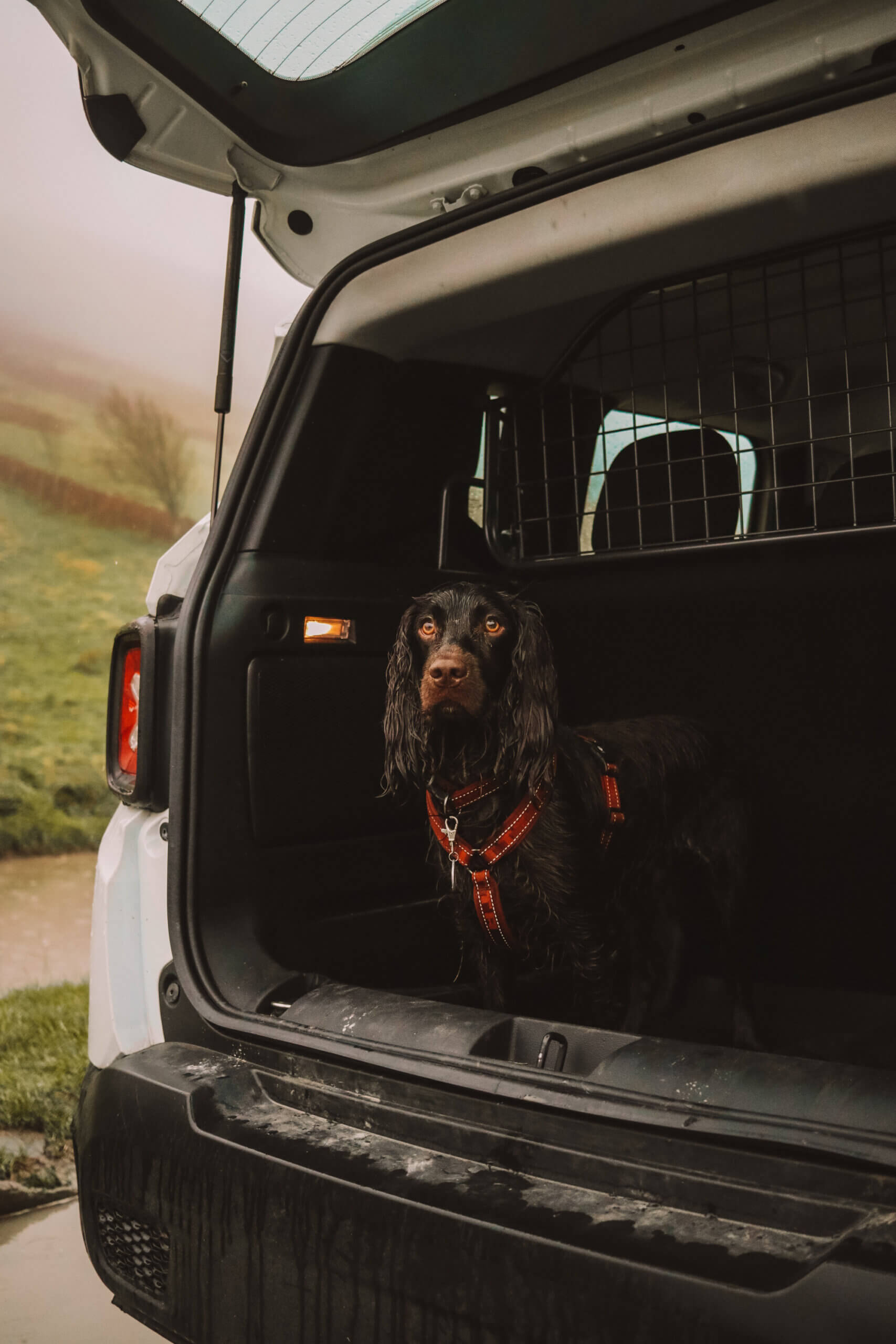 Best dog friendly cars could the Jeep Renegade be right for you?