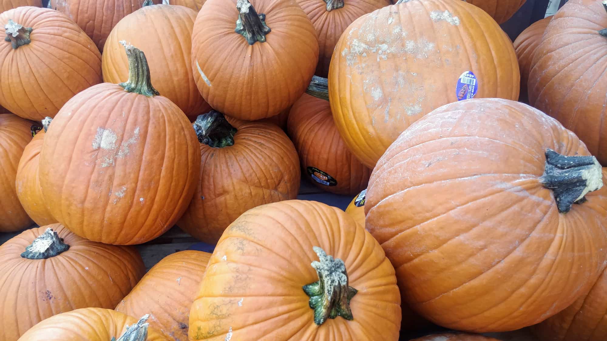 16 Great Pumpkin Patches in Colorado Denver Metro & Beyond!