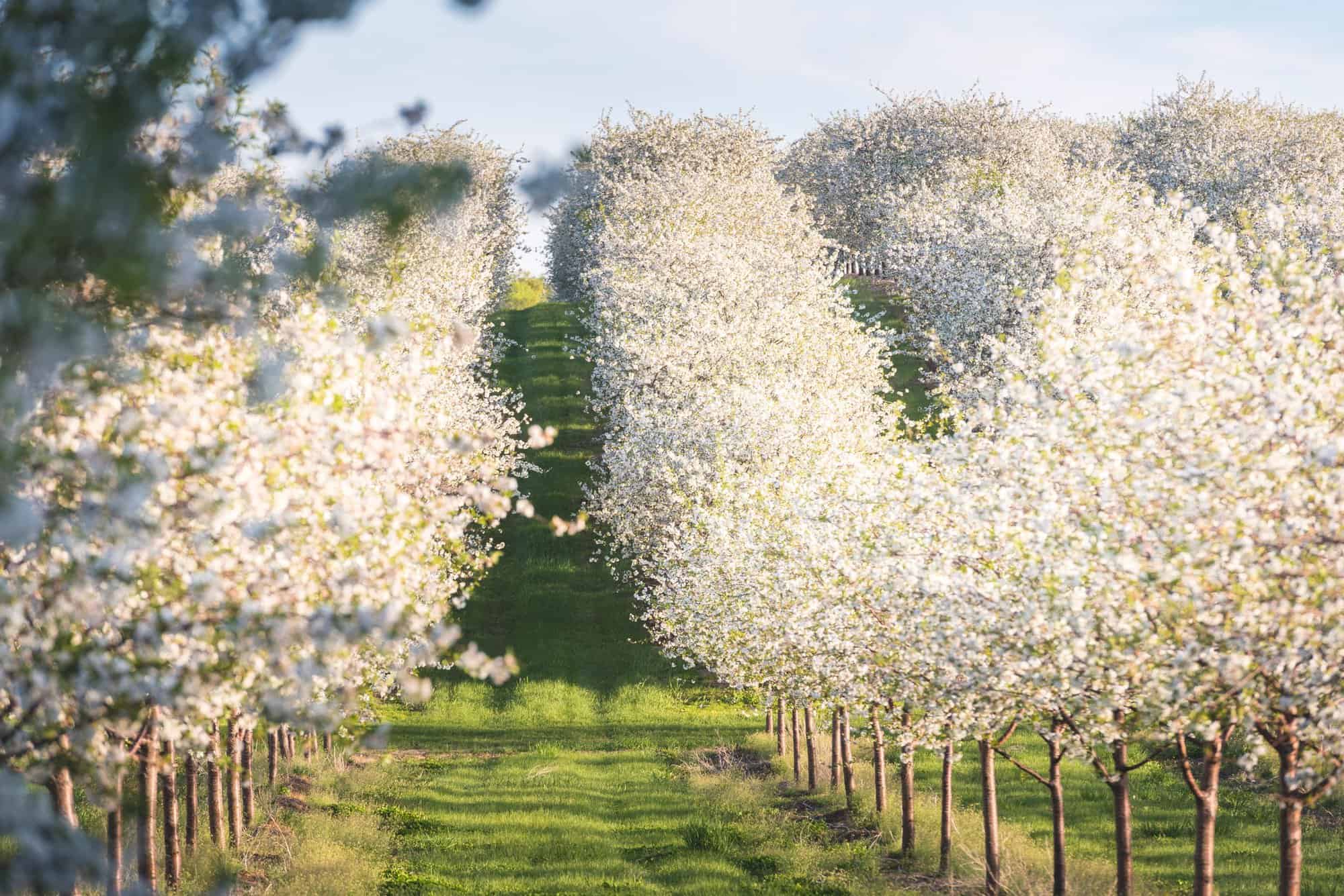 12 Terrific Things to do in Traverse City with Kids