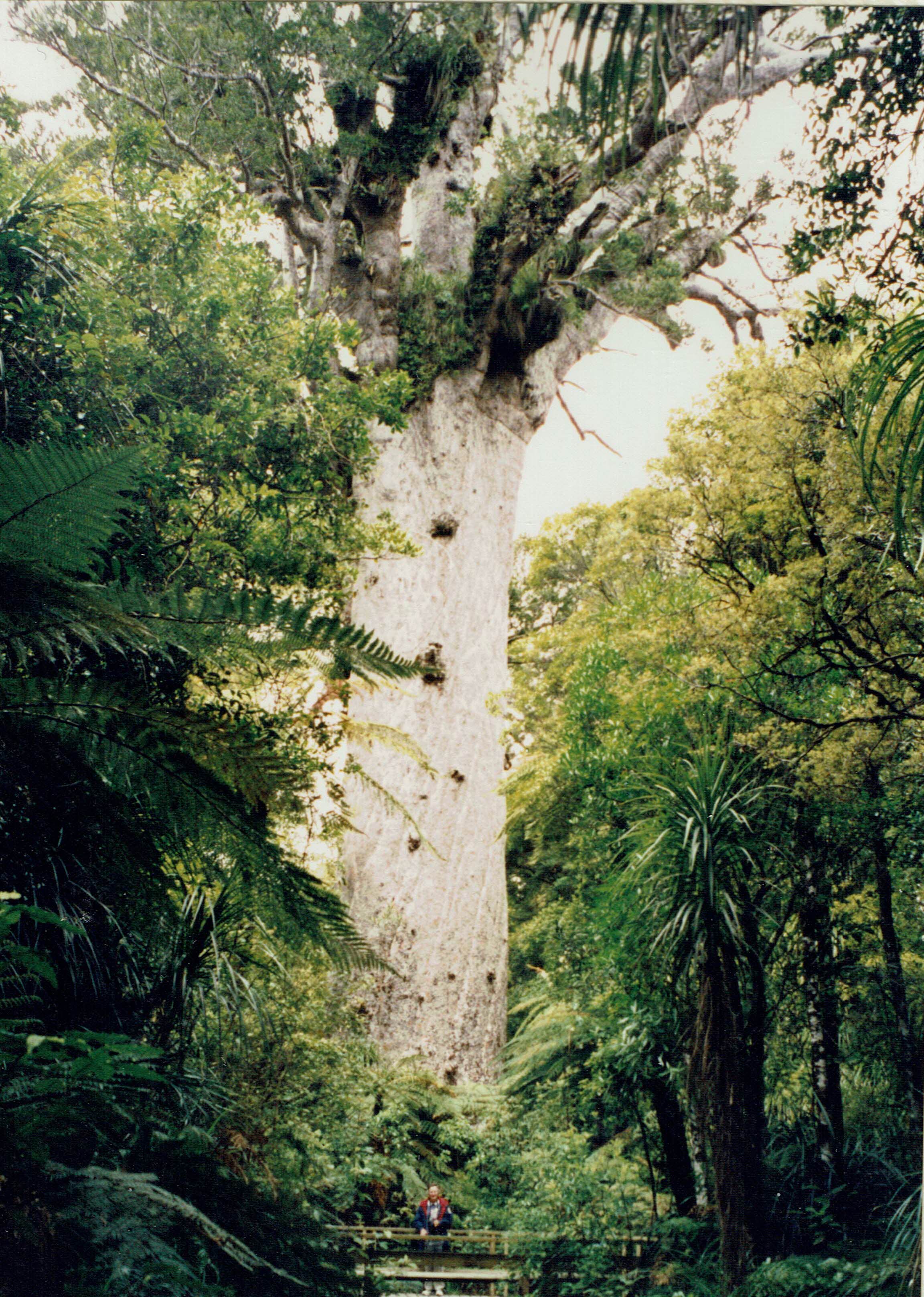 Kauri Tree DJV's  Pages