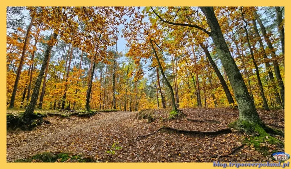 Mazowiecki Park Krajobrazowy - jesień'2023