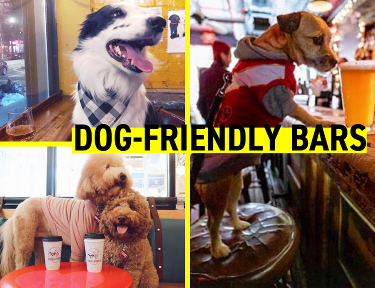 All The Things You Need To Know About Dog Friendly NYC!