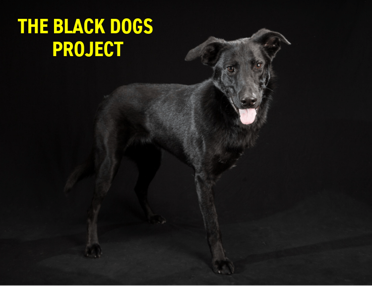 The Black Dogs Project