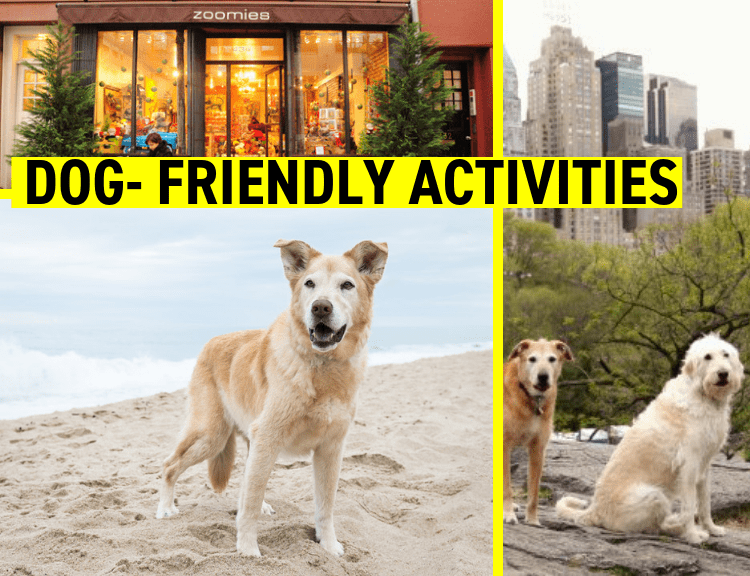 All The Things You Need To Know About Dog Friendly NYC!