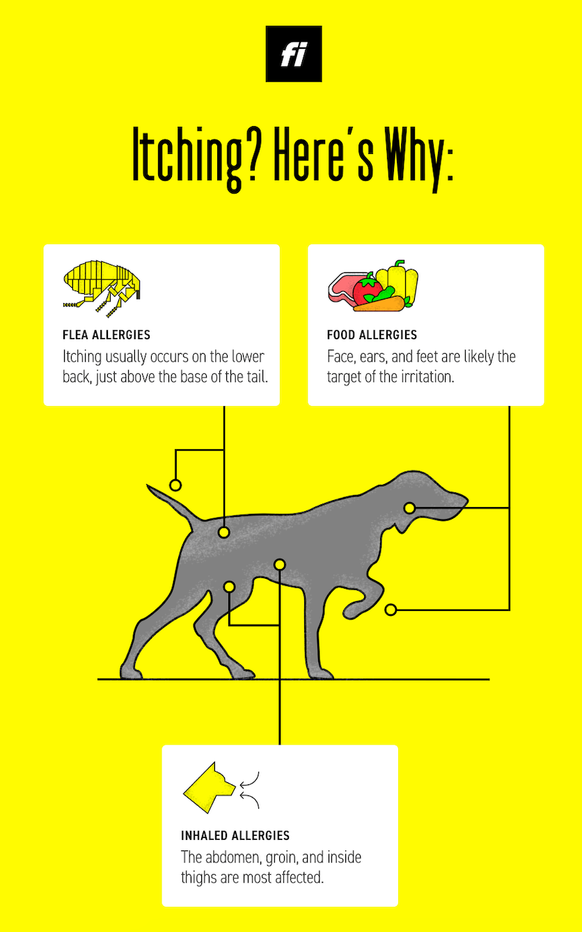 How Do You Treat Dog Itching But No Fleas