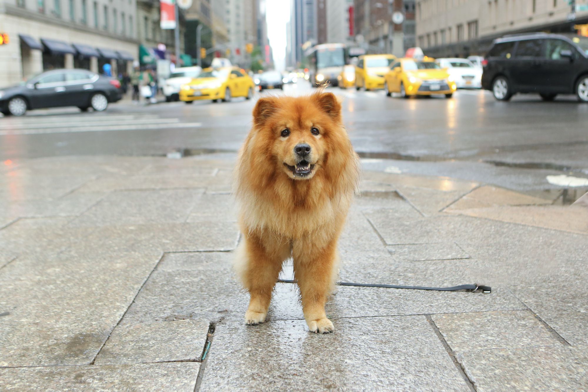 Walk Your Pet Month America's 5 Most Dog Friendly Cities