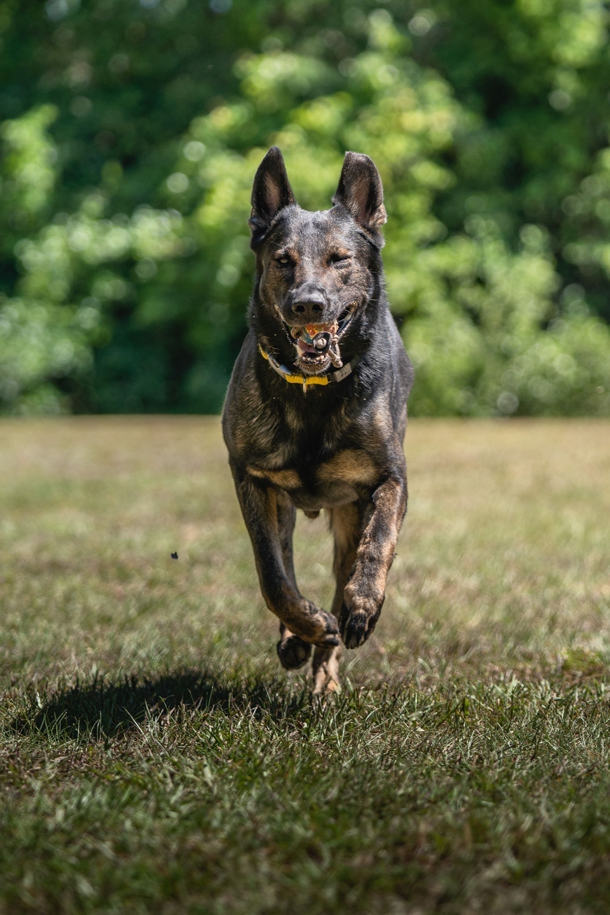Dog Training With Or Teach Your Dog To Walk Off Leash