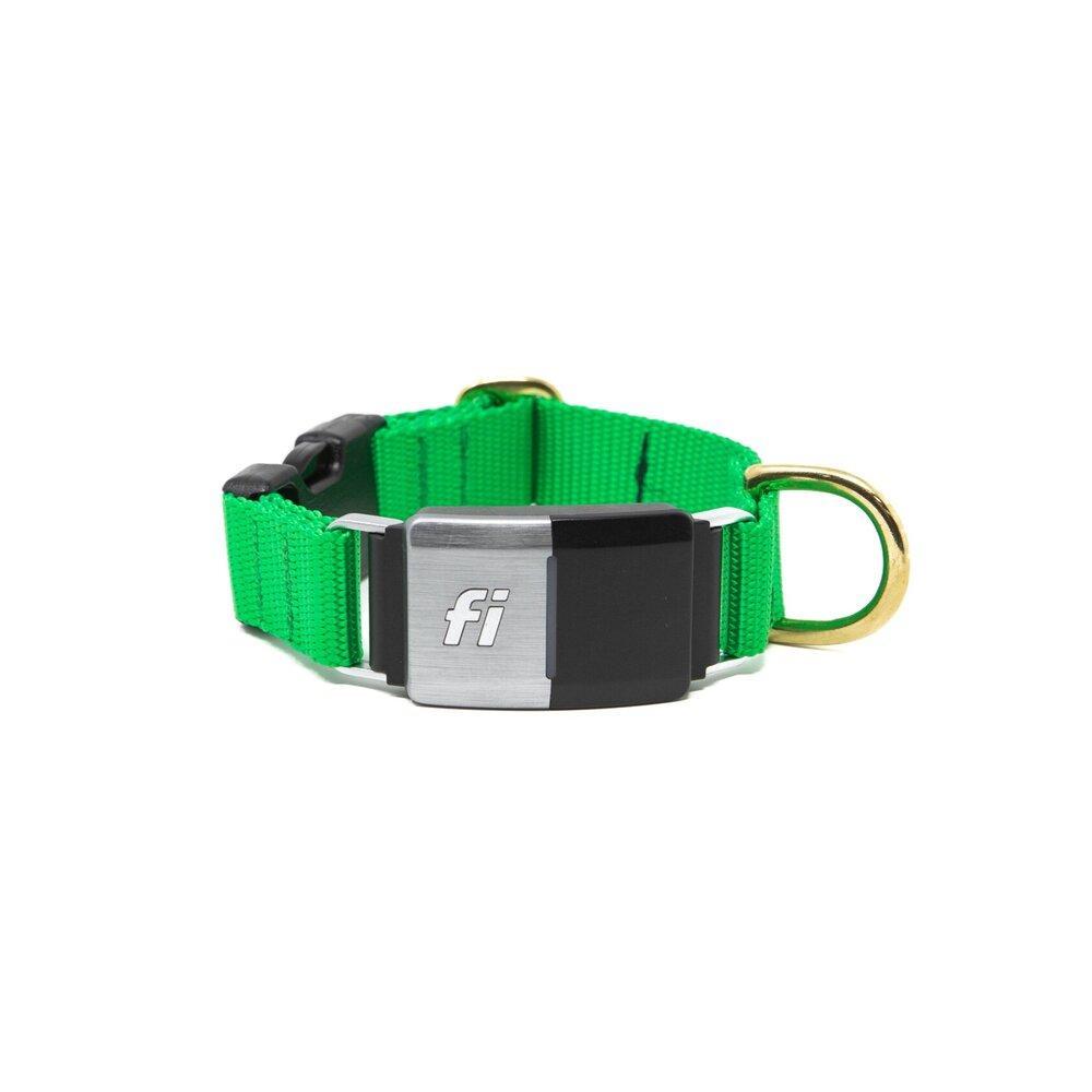 Green Dog Collar Dog Gear You Need