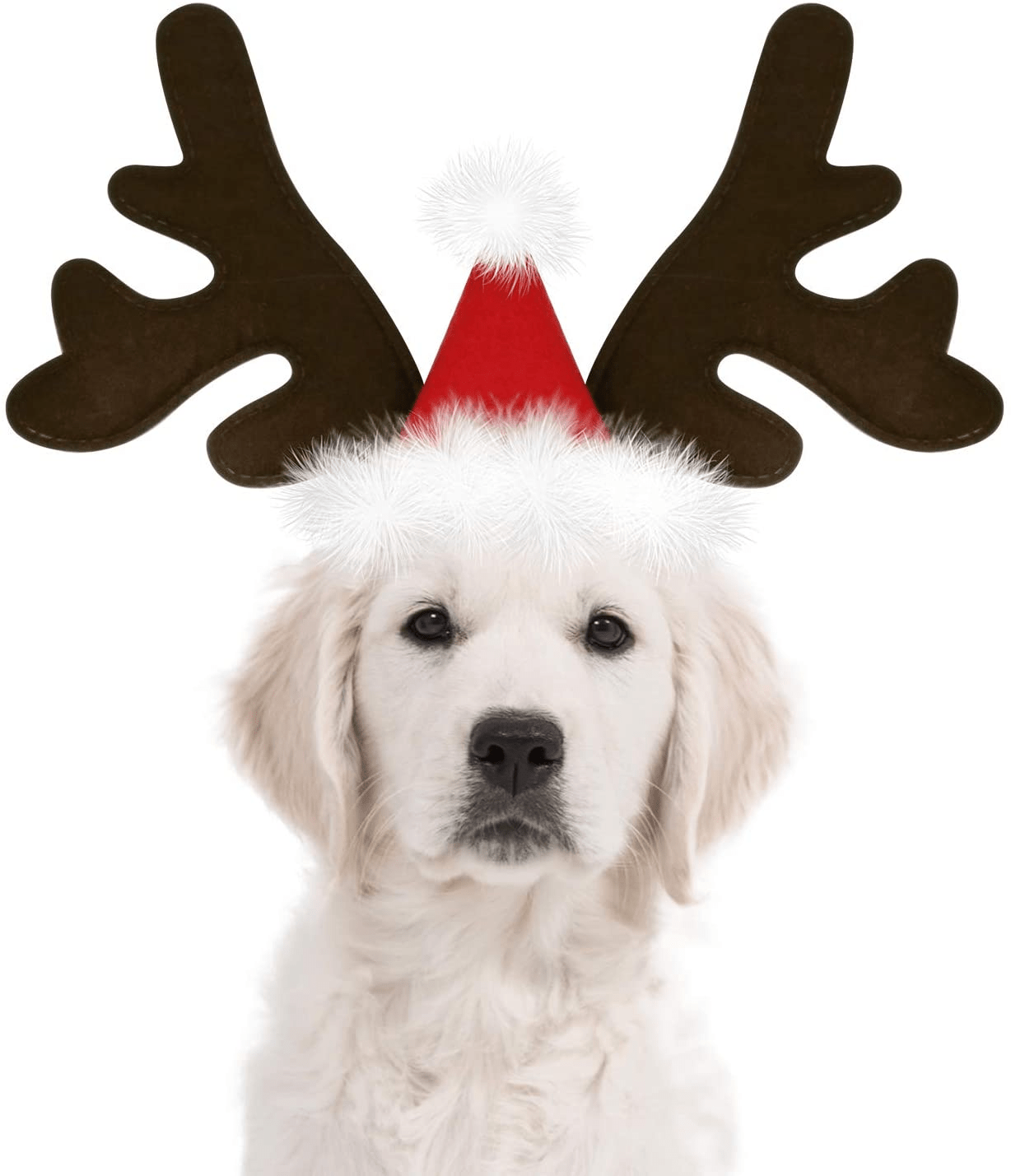 Check Out These Super Cute Dog Christmas Hats!