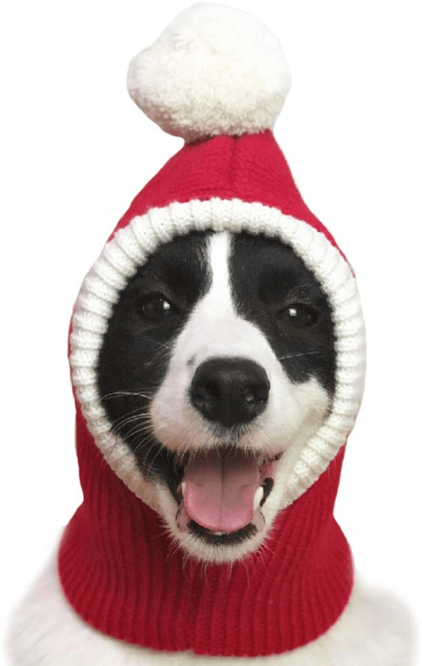 Nothing Cuter Than A Christmas Dog Hat! Check Out Our List!