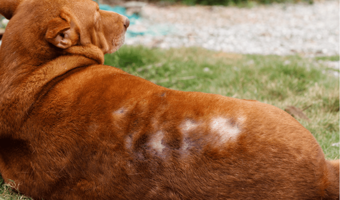 How To Treat Seasonal Flank Alopecia In Bulldogs at Marie Stevenson blog