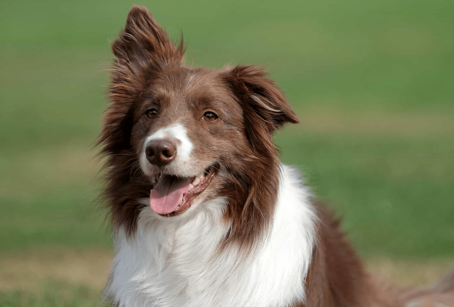 Red Border Collie