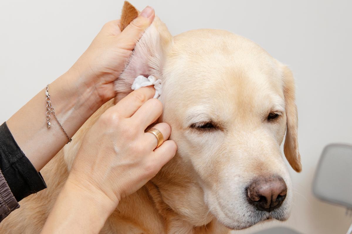 How to Clean Dog Ears? Easy to Follow Guide
