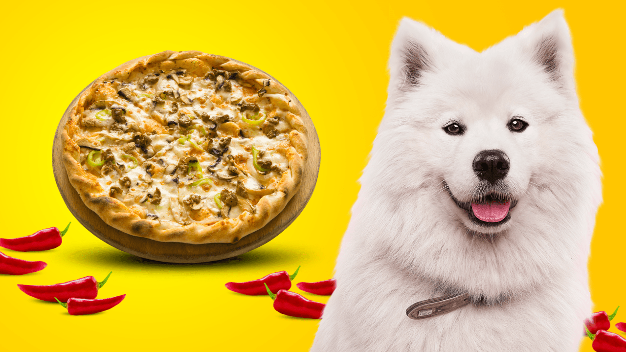 Pepperoni and Dogs Understanding the Risks and Benefits