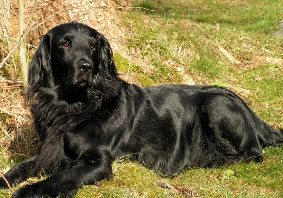 Unveiling the Mystique of Black Golden Retrievers & Flatties