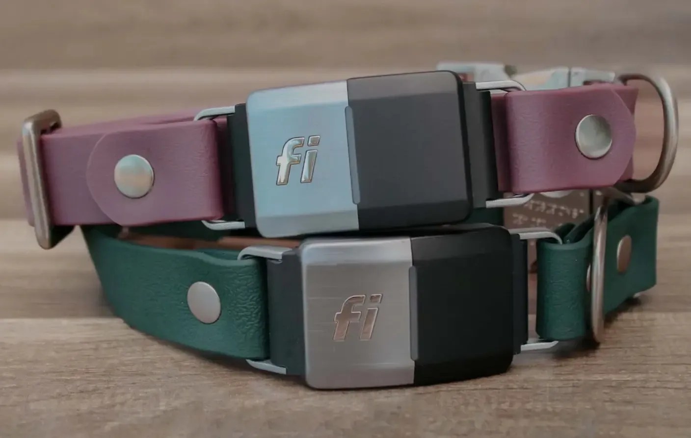 Purple Dog Collars Dog Gear You Need