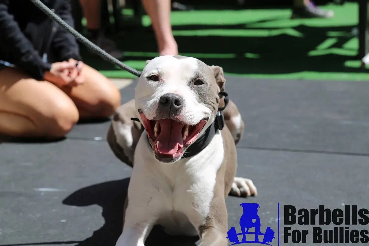 Ways to Stay Active With Your Dog From Barbells for Bullies