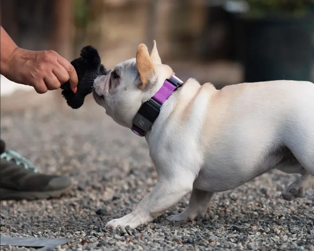 How To Wash Your Dog's Toys Including Rope Toys & Dog Bones