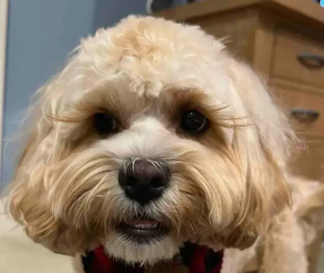 Do Cavachons Have Health Problems