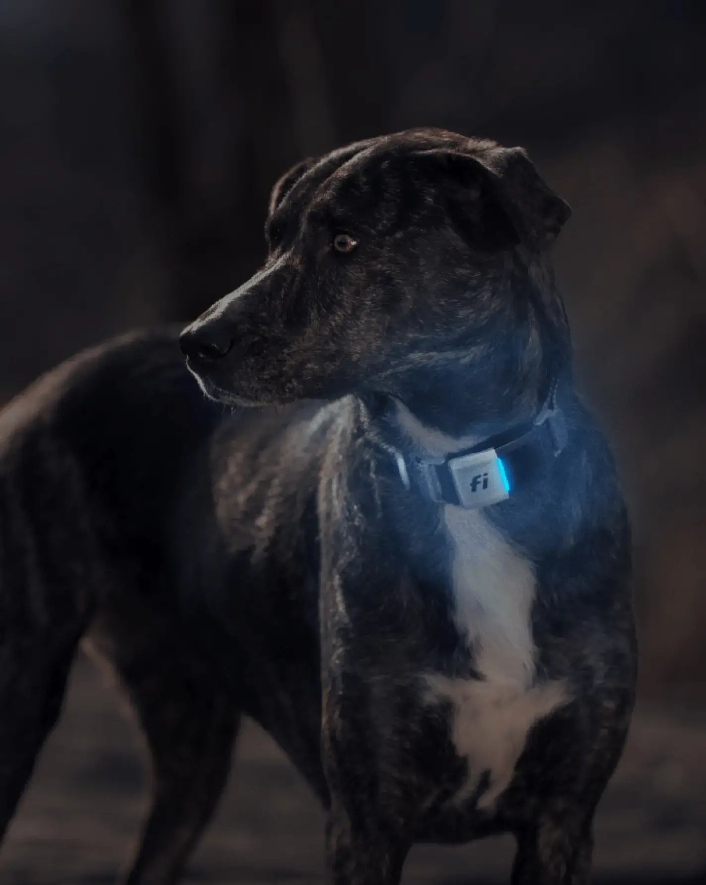 How Well Can Dogs See In The Dark?