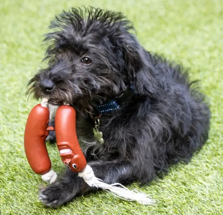 Bordoodle Guide The Ultimate Border ColliePoodle Mix