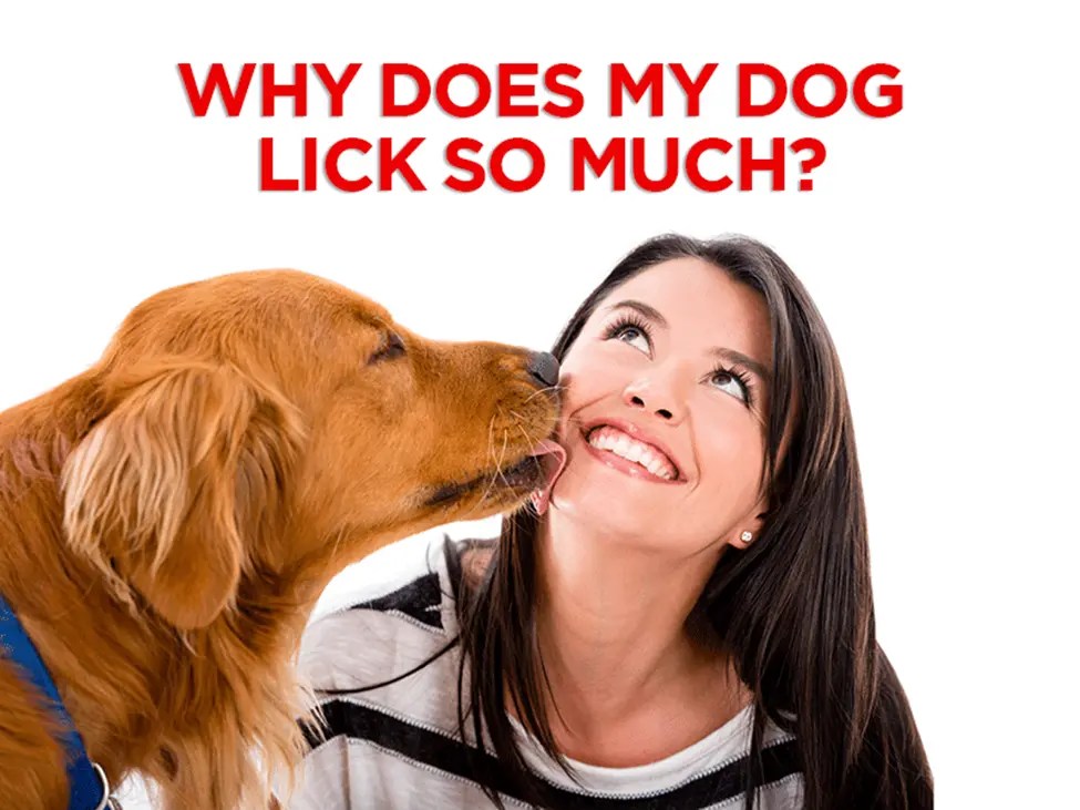 The Lick Obsession Why Do Dogs Lick So Much