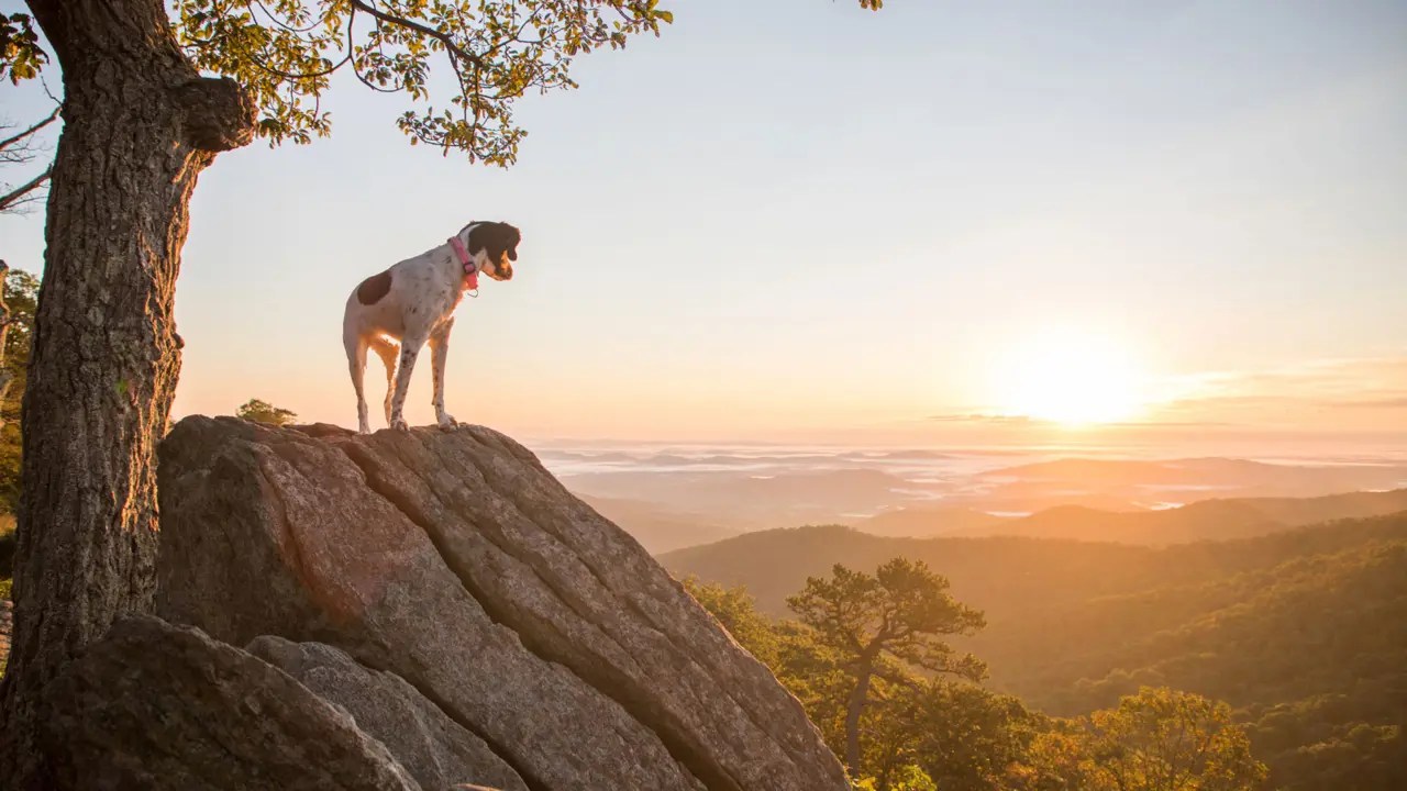 Are Dogs Allowed in National Parks? We Break It All Down!