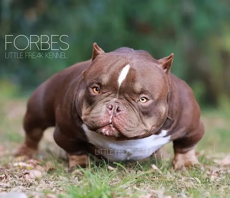 Micro vs. Pocket Bully A Guide to Miniature Pitbulls