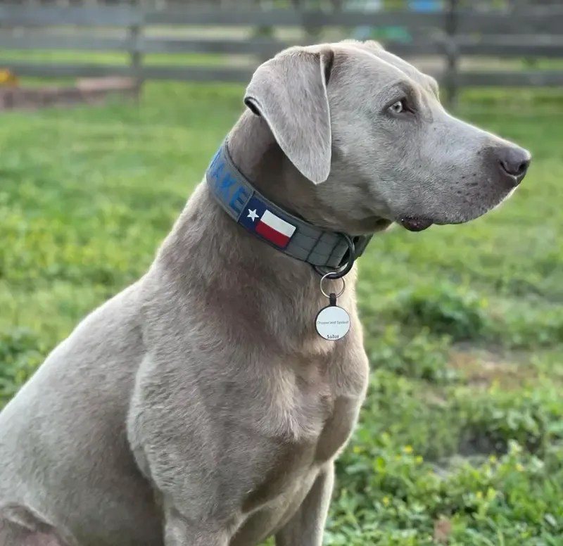 The Allure and Origins of Silver Labradors A Complete Guide