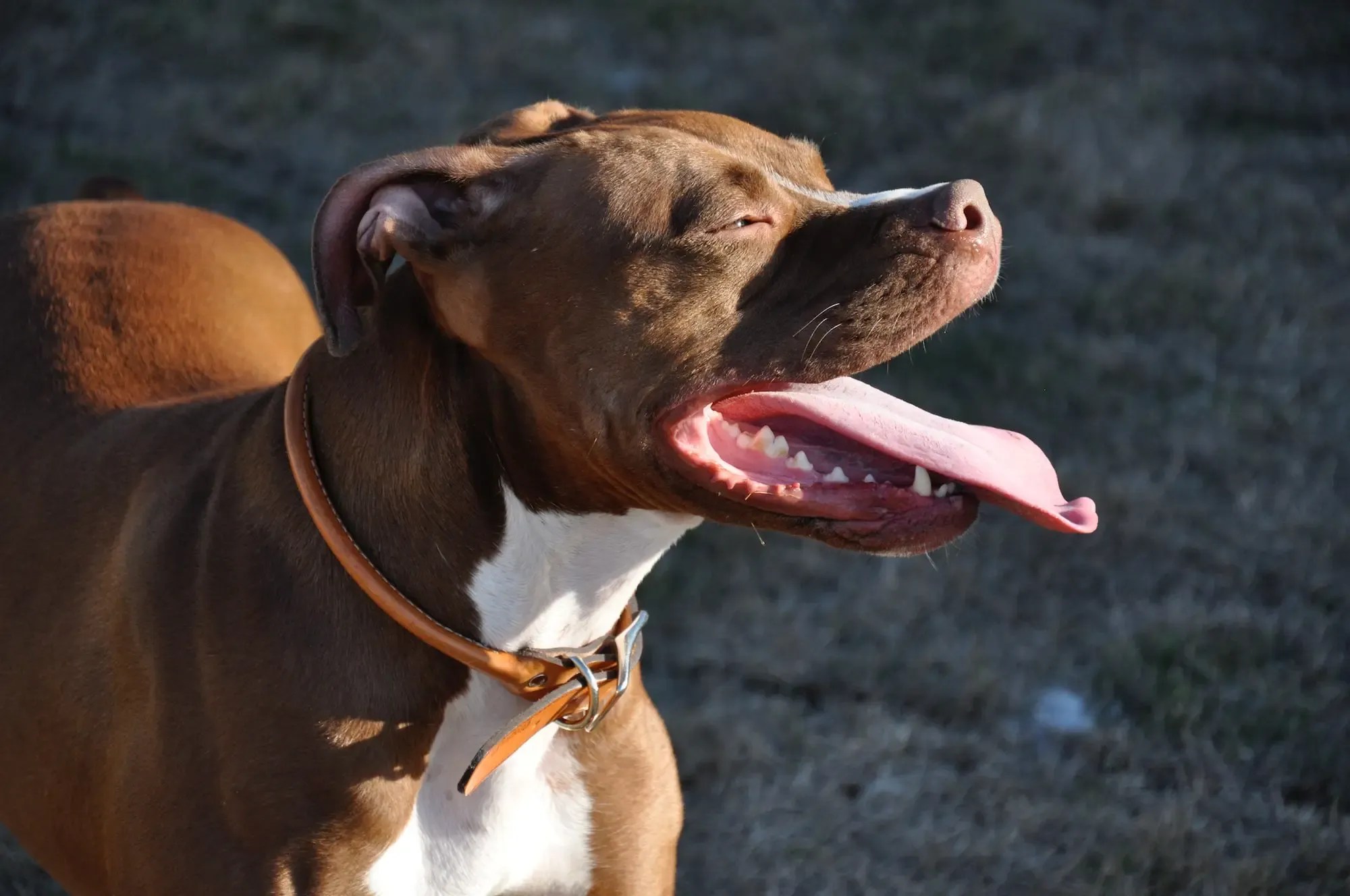 How Long Do Pit Bulls Live? Pit Bull Lifespans