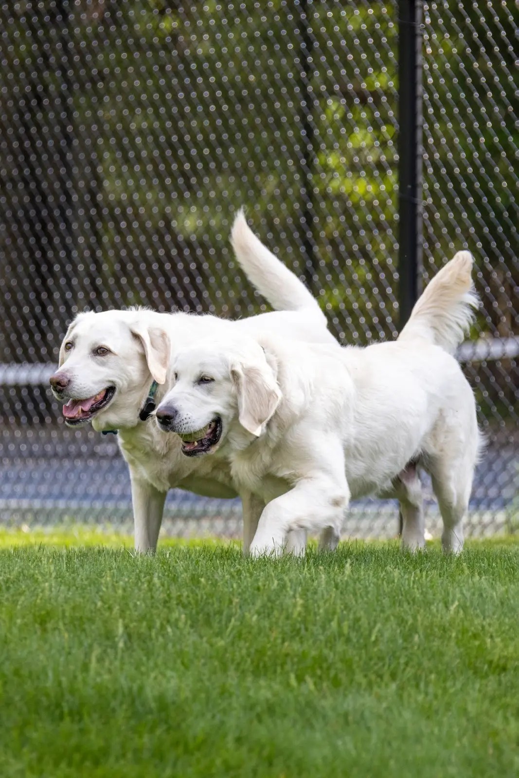 Comprehensive Guide to White Labradors Traits and Care