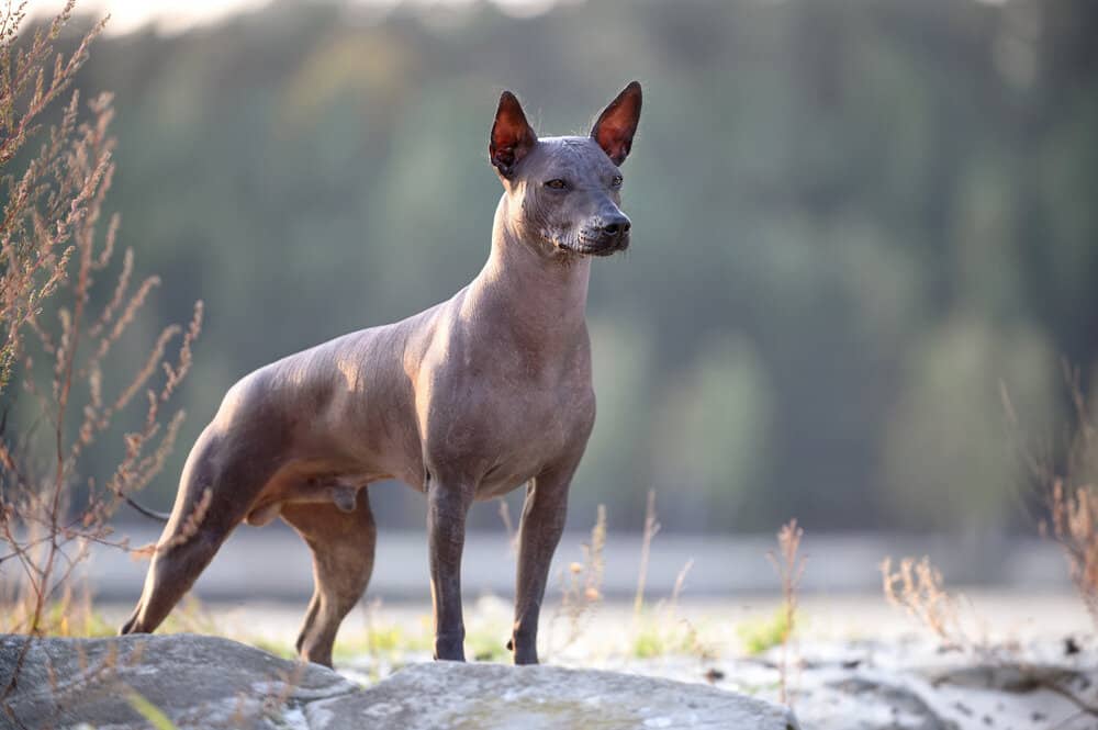 Xoloitzcuintli Price The Costs of Owning a Unique Breed