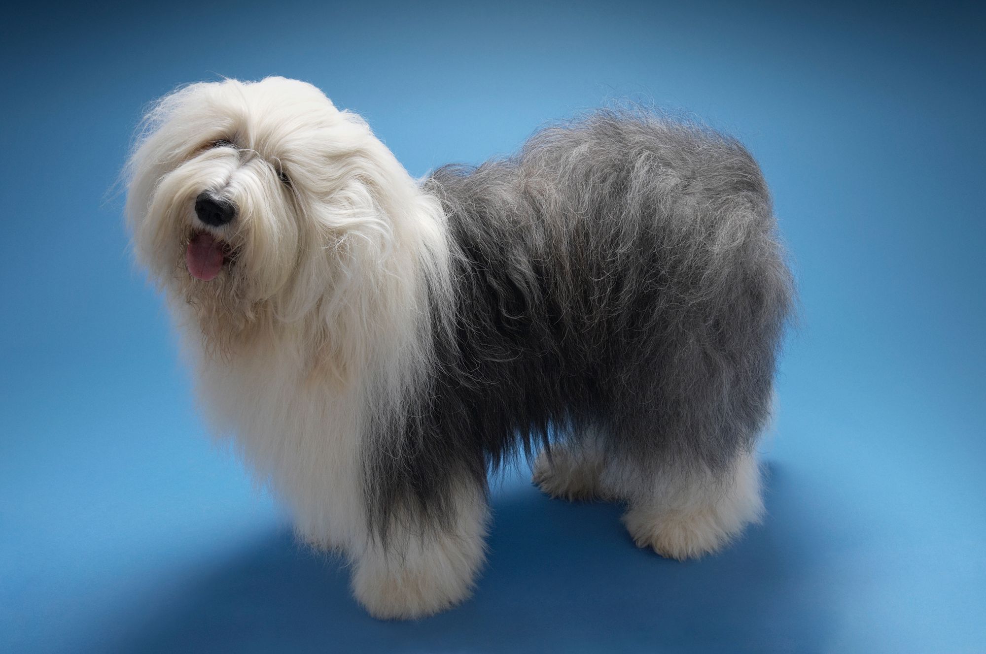 Old English Sheepdog The Fuzzy Guardians of Love!