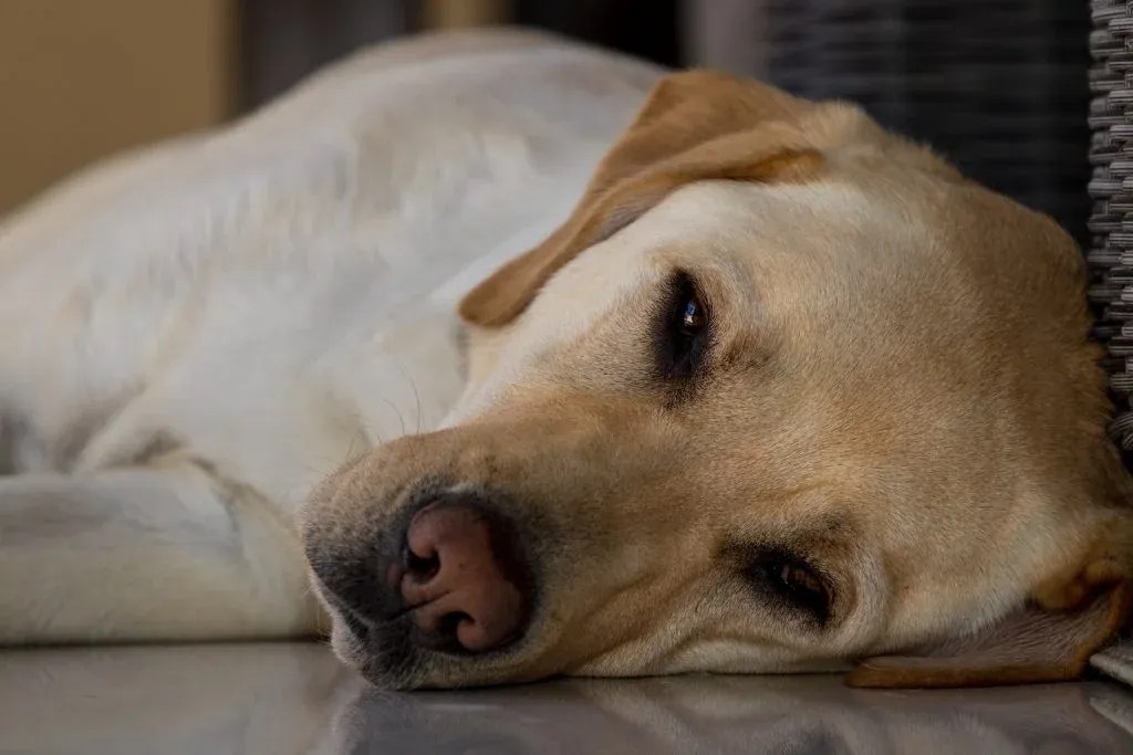 Do Dogs Sleep With Their Eyes Open? Debunking the Mystery